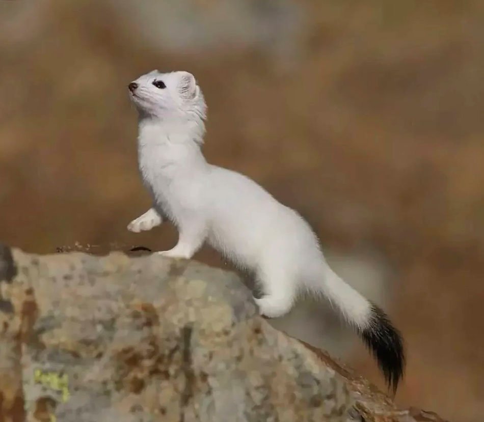 Горностай (Mustela erminea)