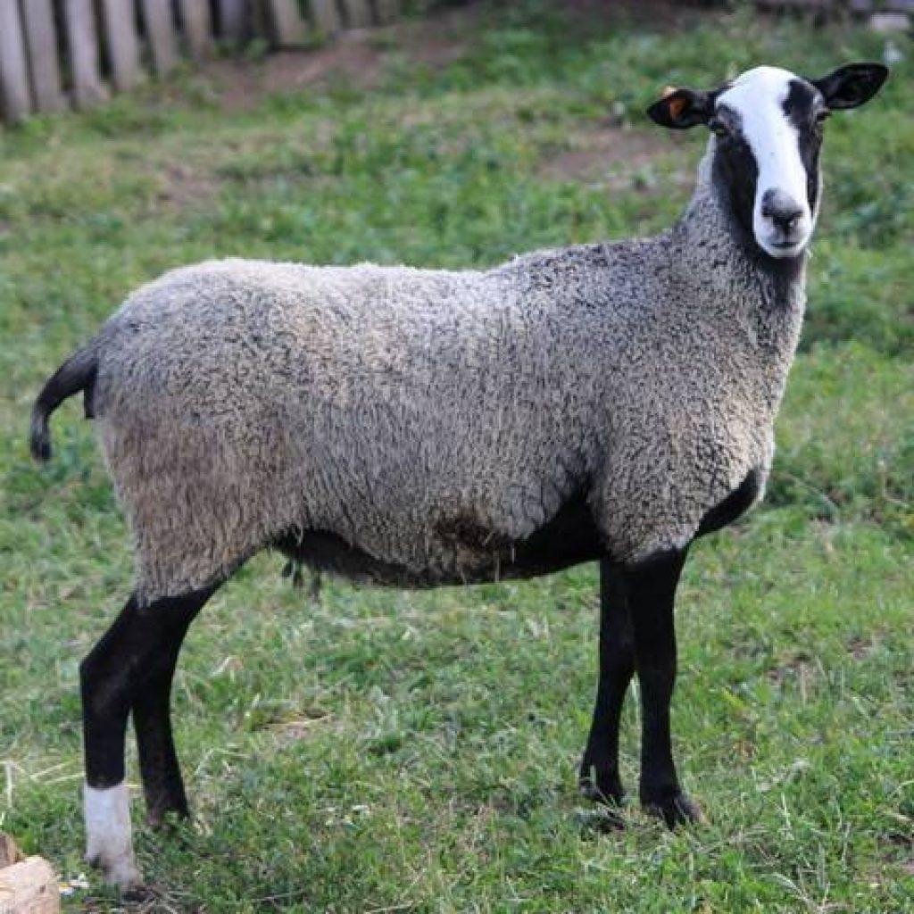 Авито породы овец. Баран Романовской породы. Романовская порода овец. Грубошерстные породы овец Романовская. Качкар порода овец.