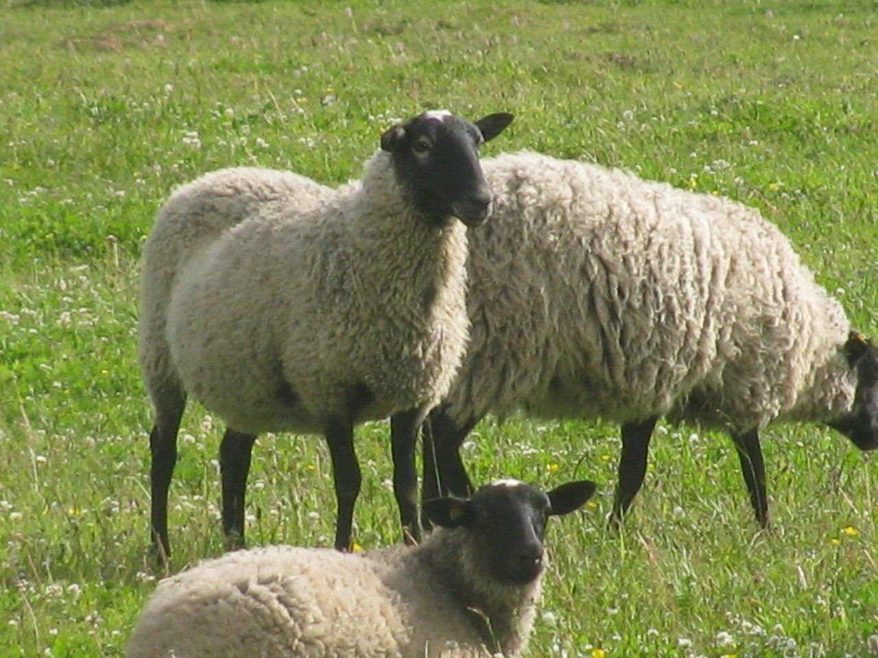 Романовская порода баранов. Эдильбай порода овец. Овцы курдючные эдильбаевские. Порода романовских овец. Порода овец Эдельбай.