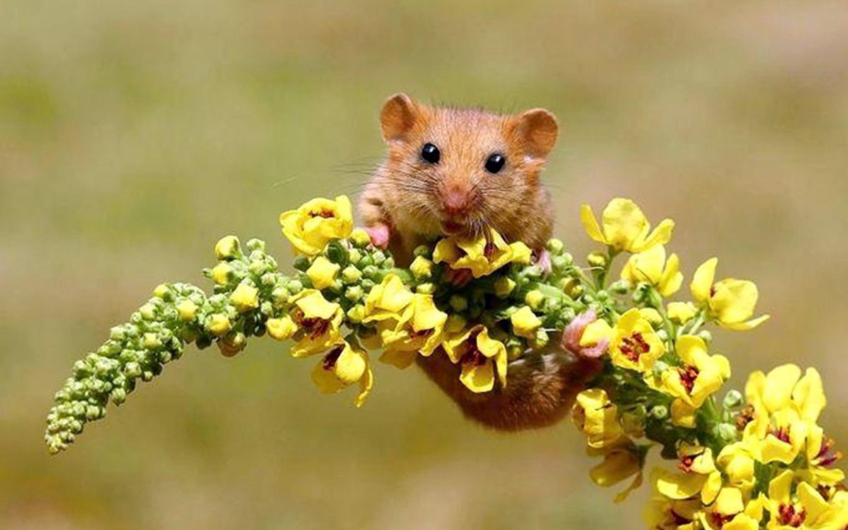 Милые мышки