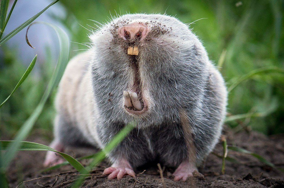 Обыкновенный слепыш