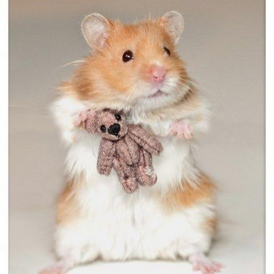 Сенегальский хомяк