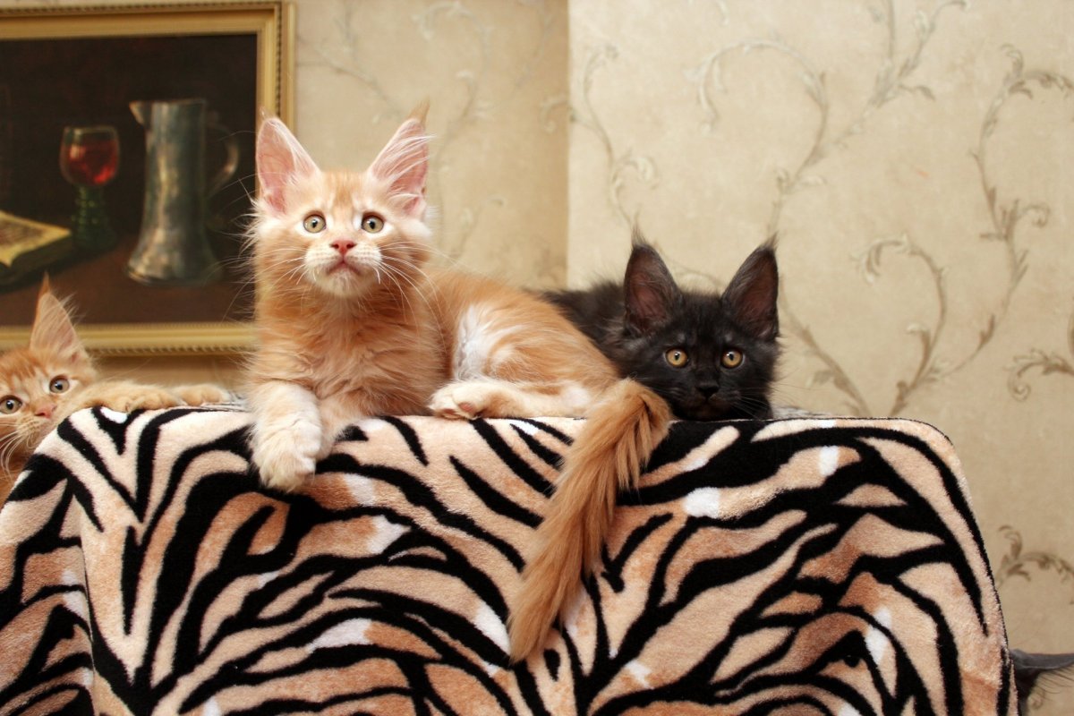 Саванна и Мейн кун