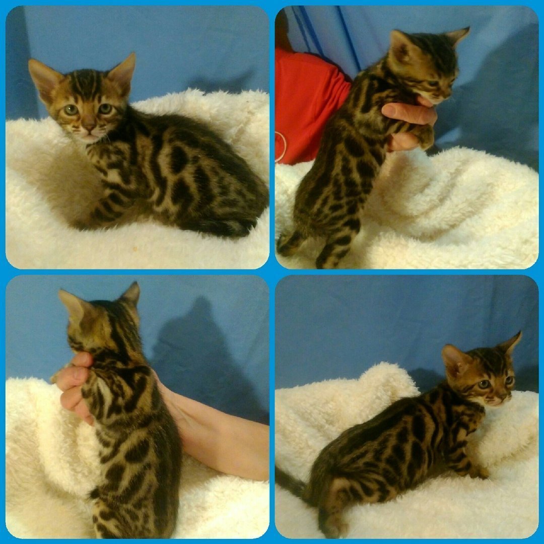 Котенок метис бенгал