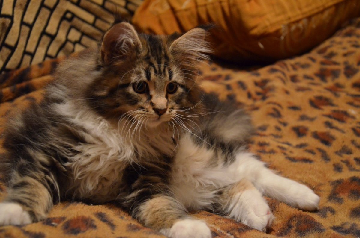 Метис ориентала и Мейн куна