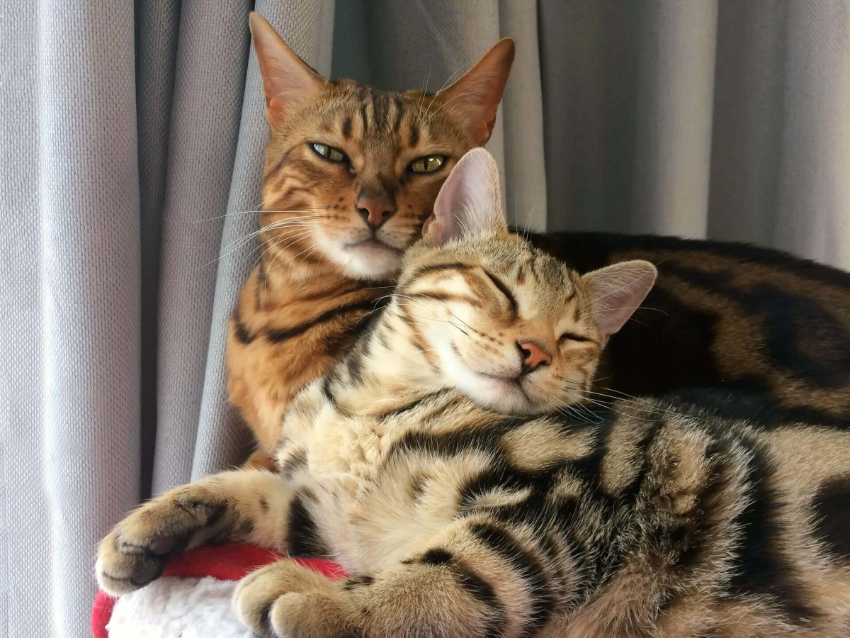 Метис Мейн куна и бенгала