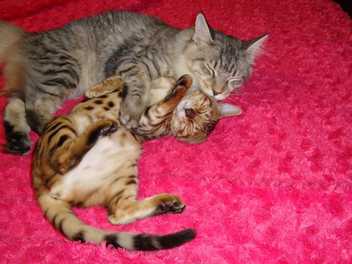 Бенгальский Мейн кун