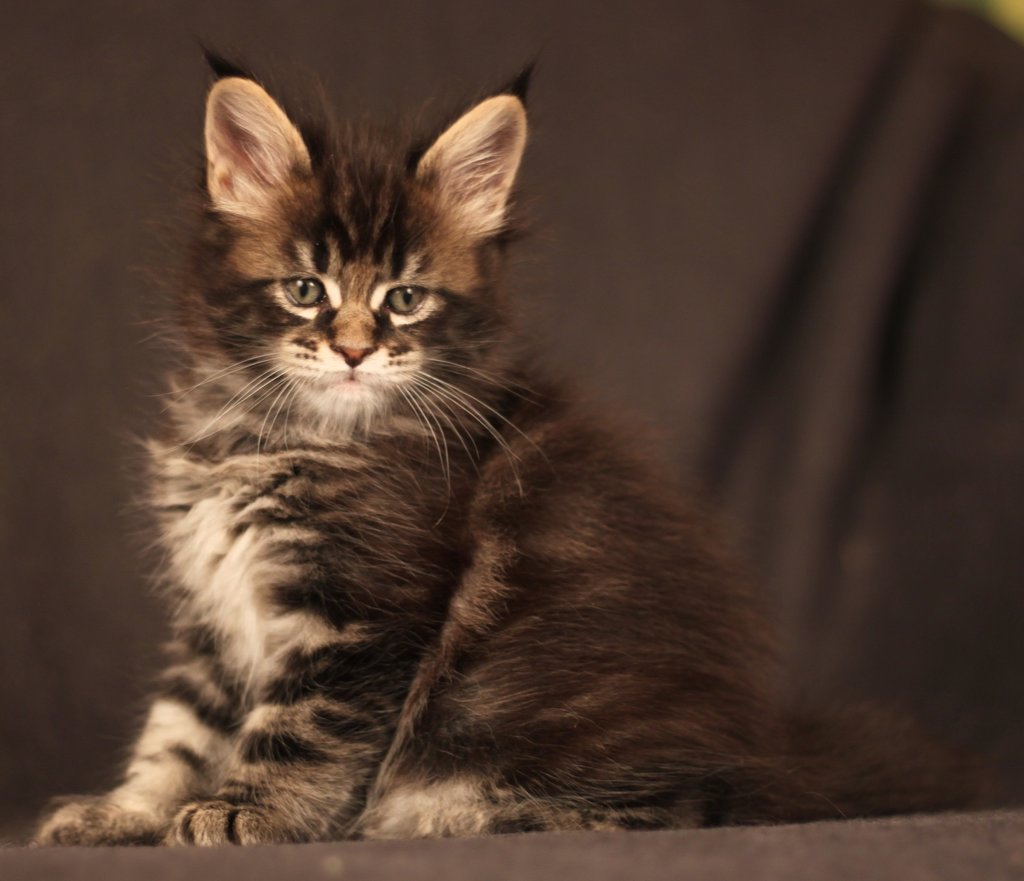 Бенгальские Мейн куны