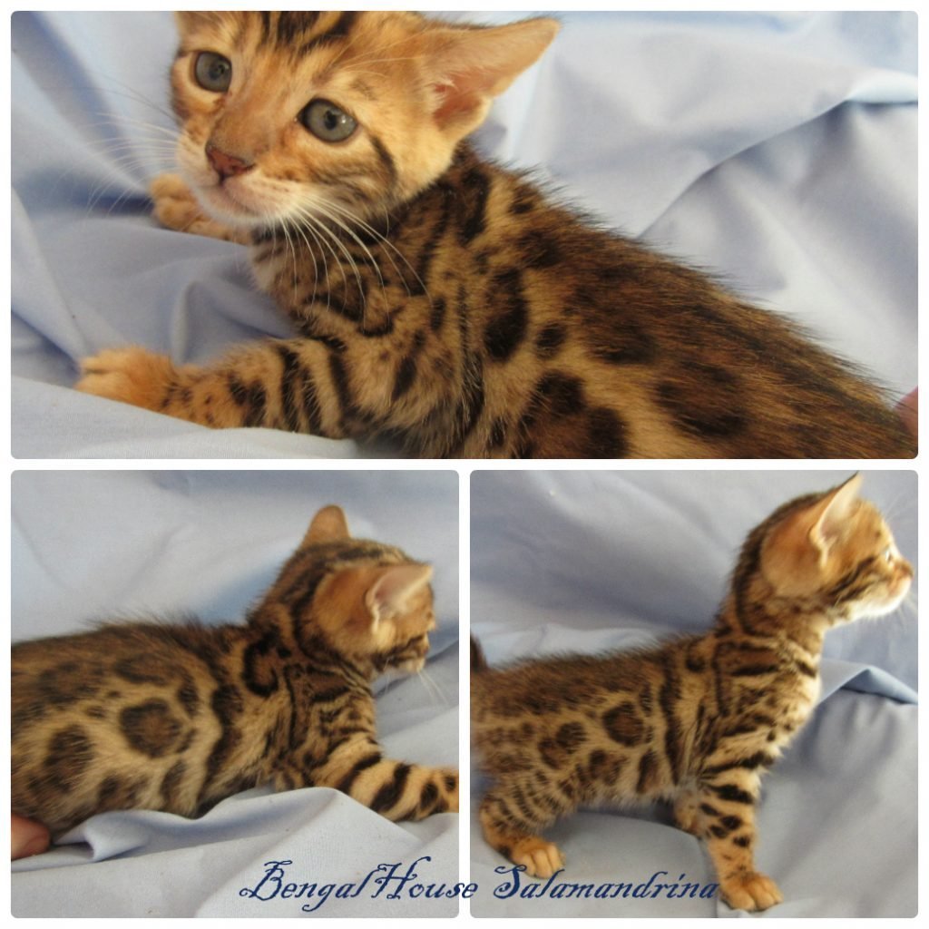 Камышовый Мейн кун