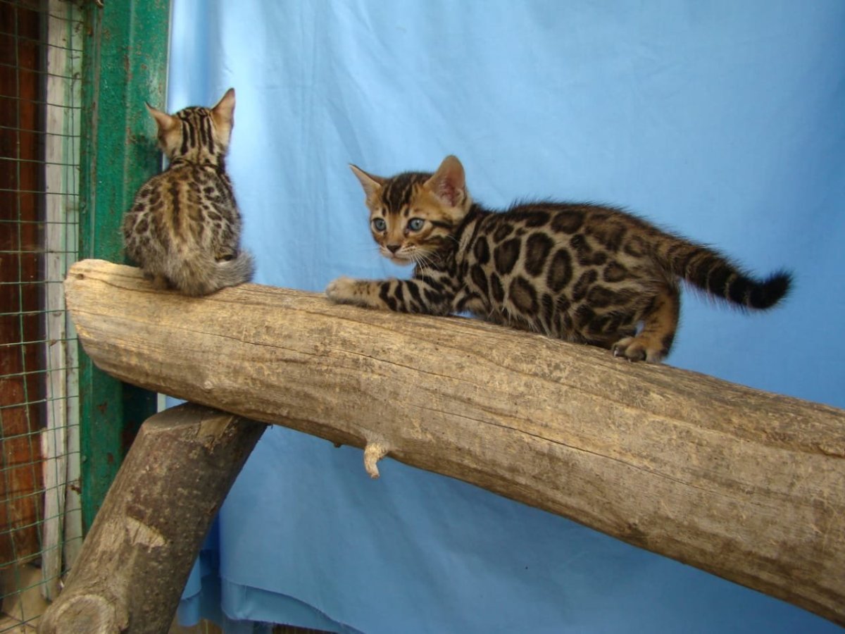 Бенгальская котенок тойгер