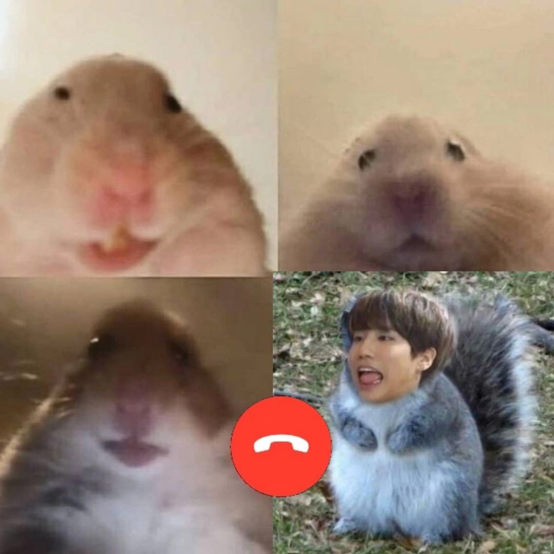 Крыски подружки