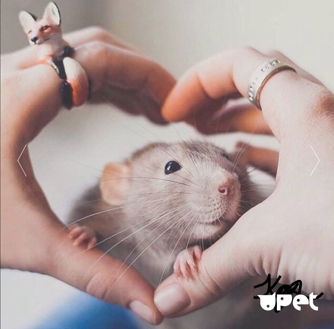 Милые крысы