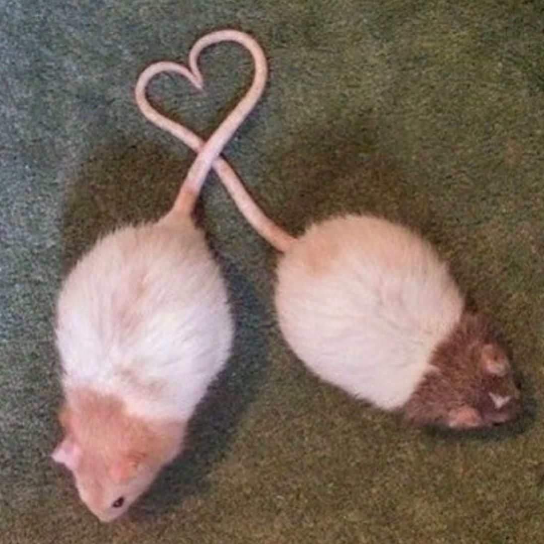 Наклейки крысы