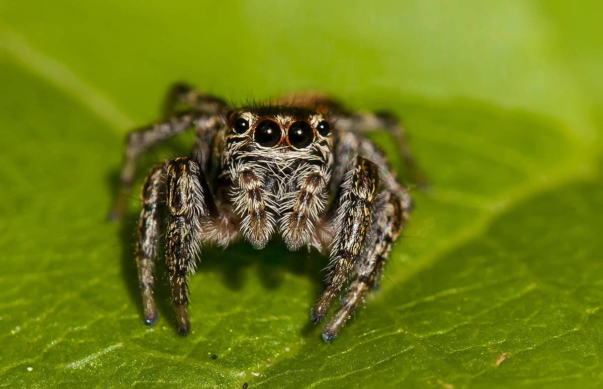 Grammostola mollicoma