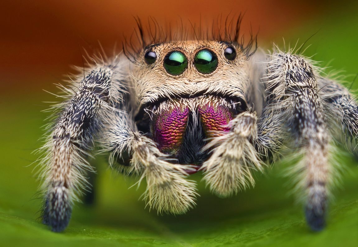 Цербал Аравийский паук