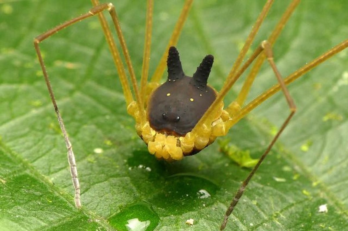 Паук кролик сенокосец