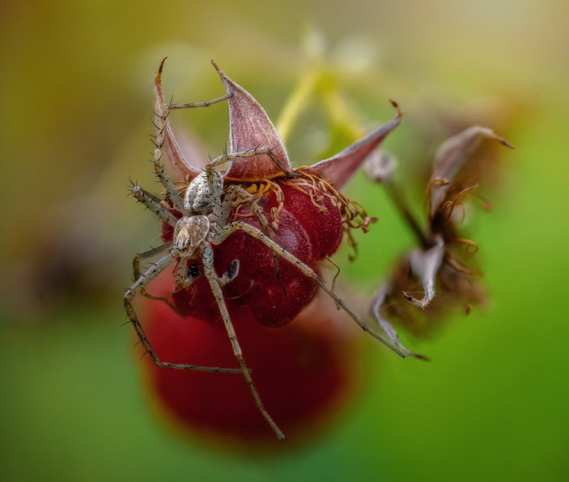 Пауки в Малине