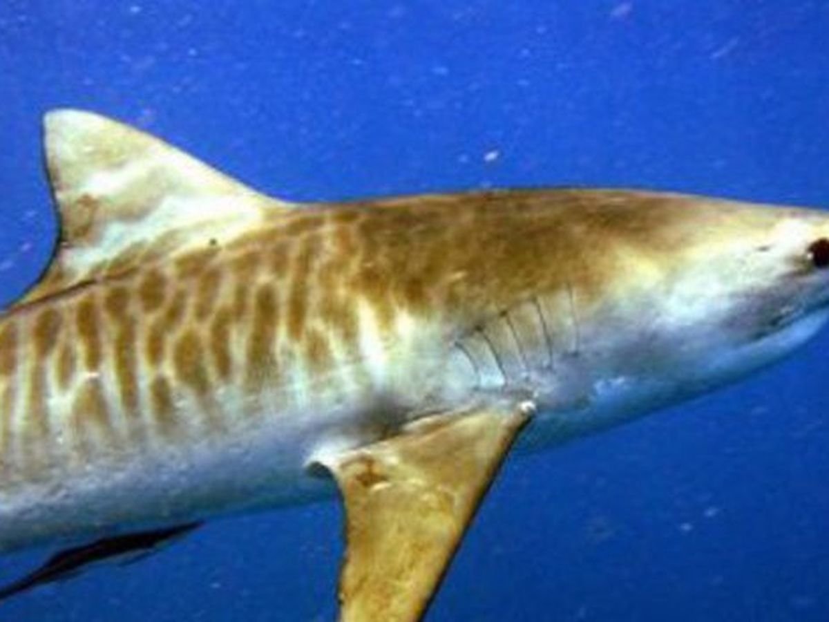 Акула и дайвер