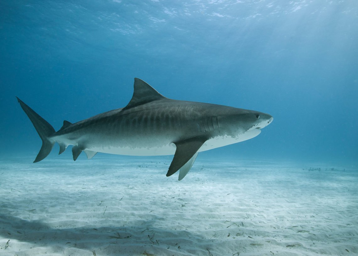 Самая большая тигровая акула