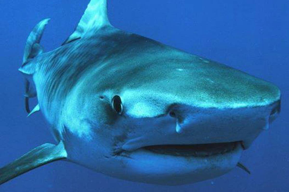 Акула вид сбоку