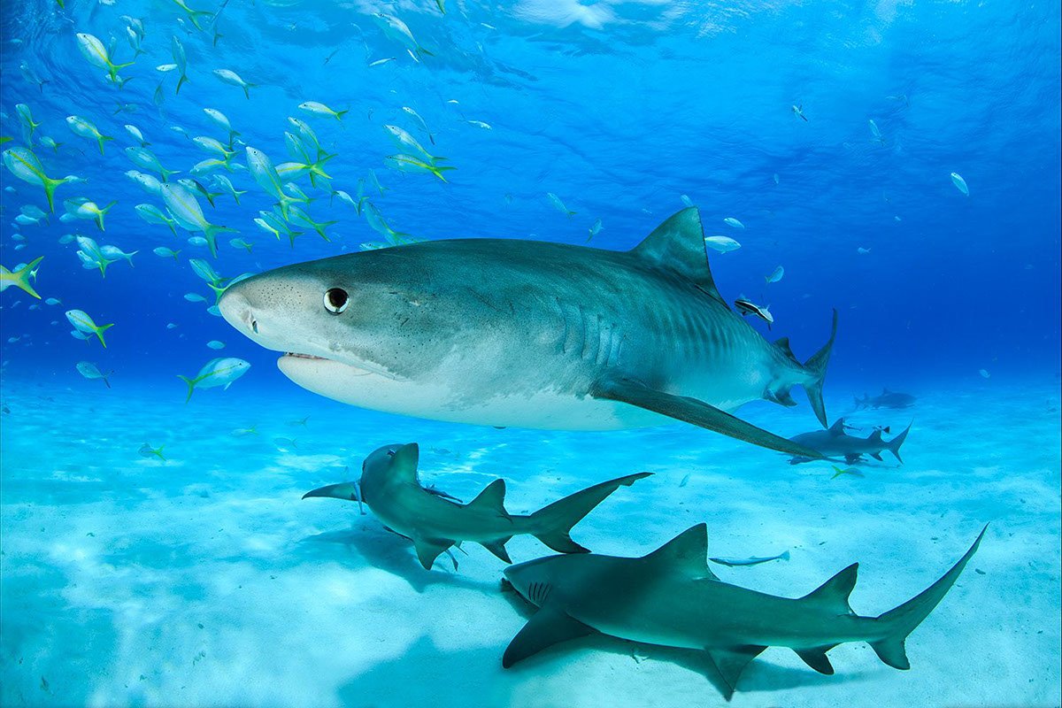 Тигровая акула красная книга