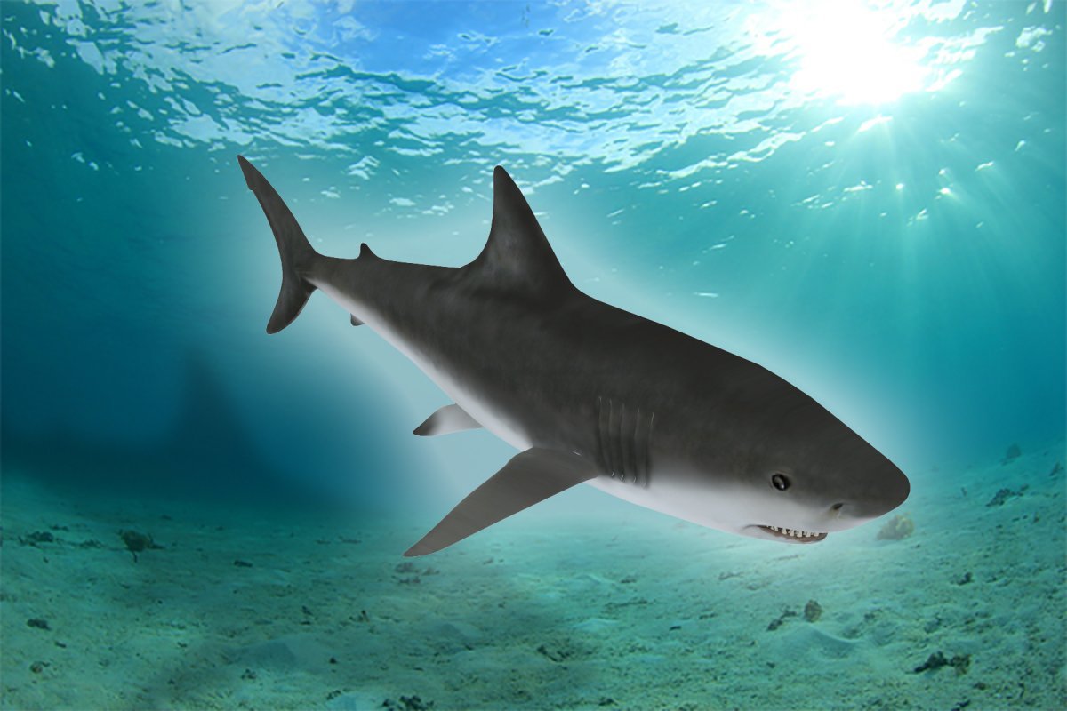 Белая тигровая акула