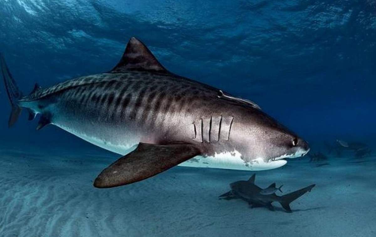 Тигровая акула