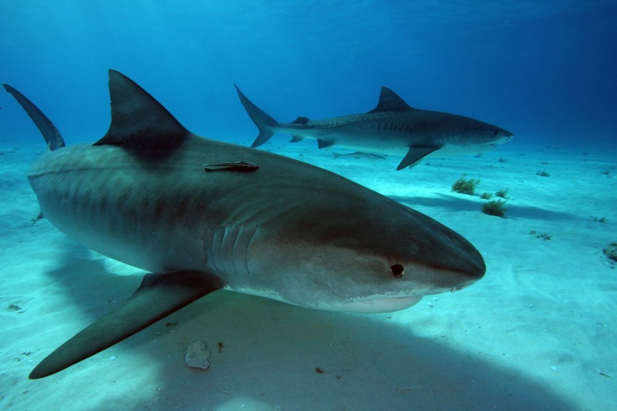 Акулы Квинсленд фото