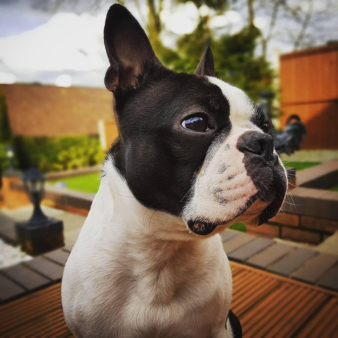 Бостонский терьер