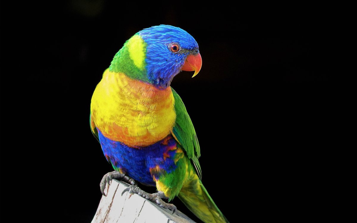 Яркий попугай