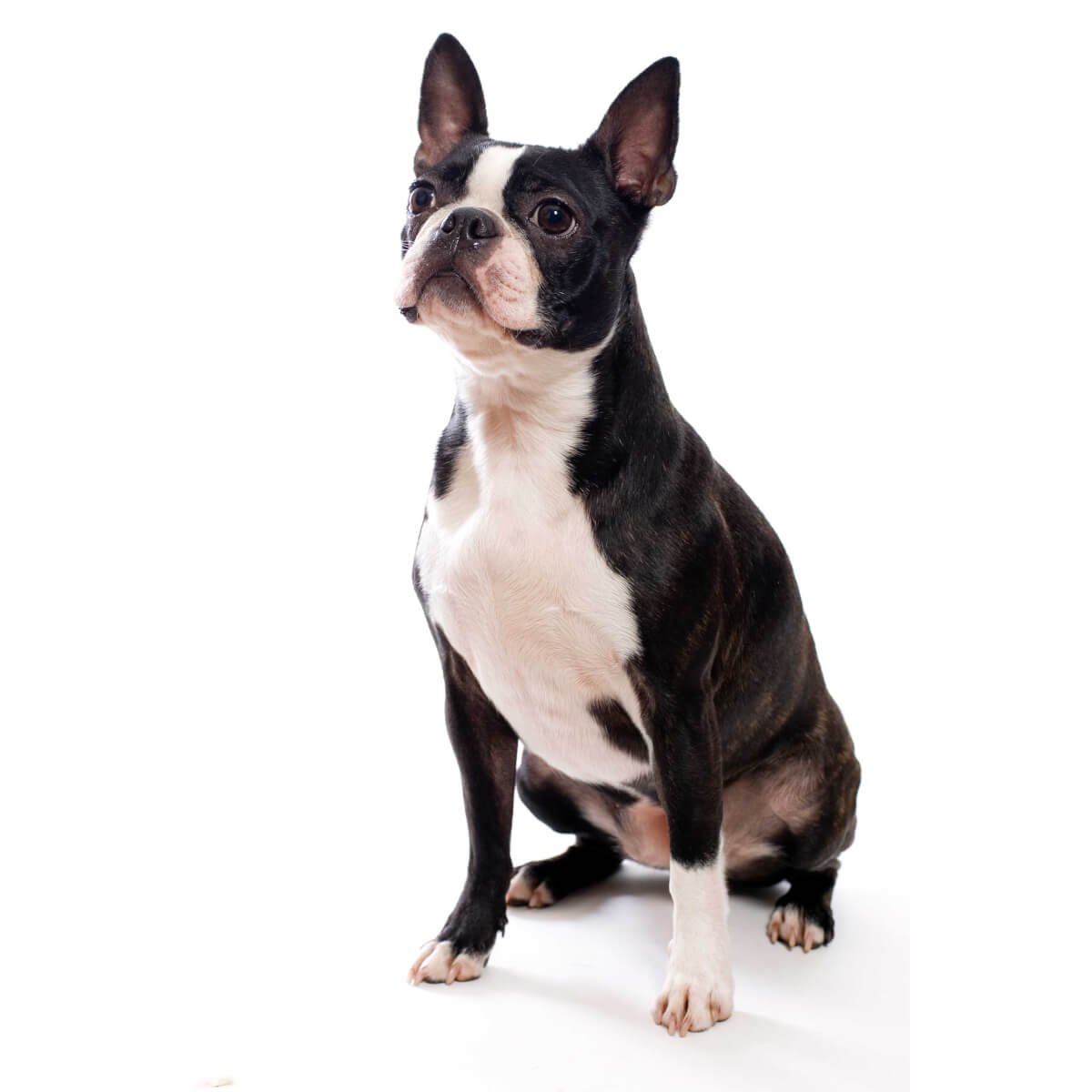 Бруклинский терьер