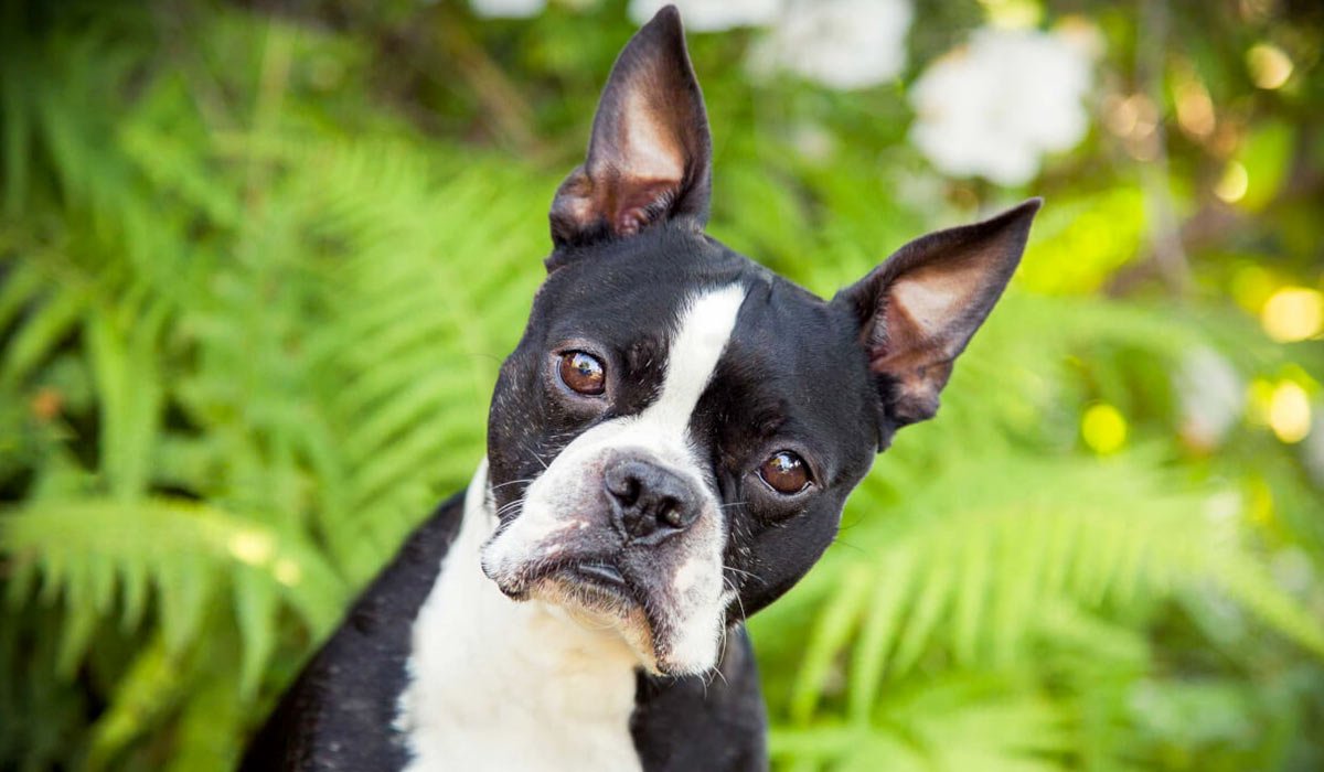 Собака Бостонский терьер