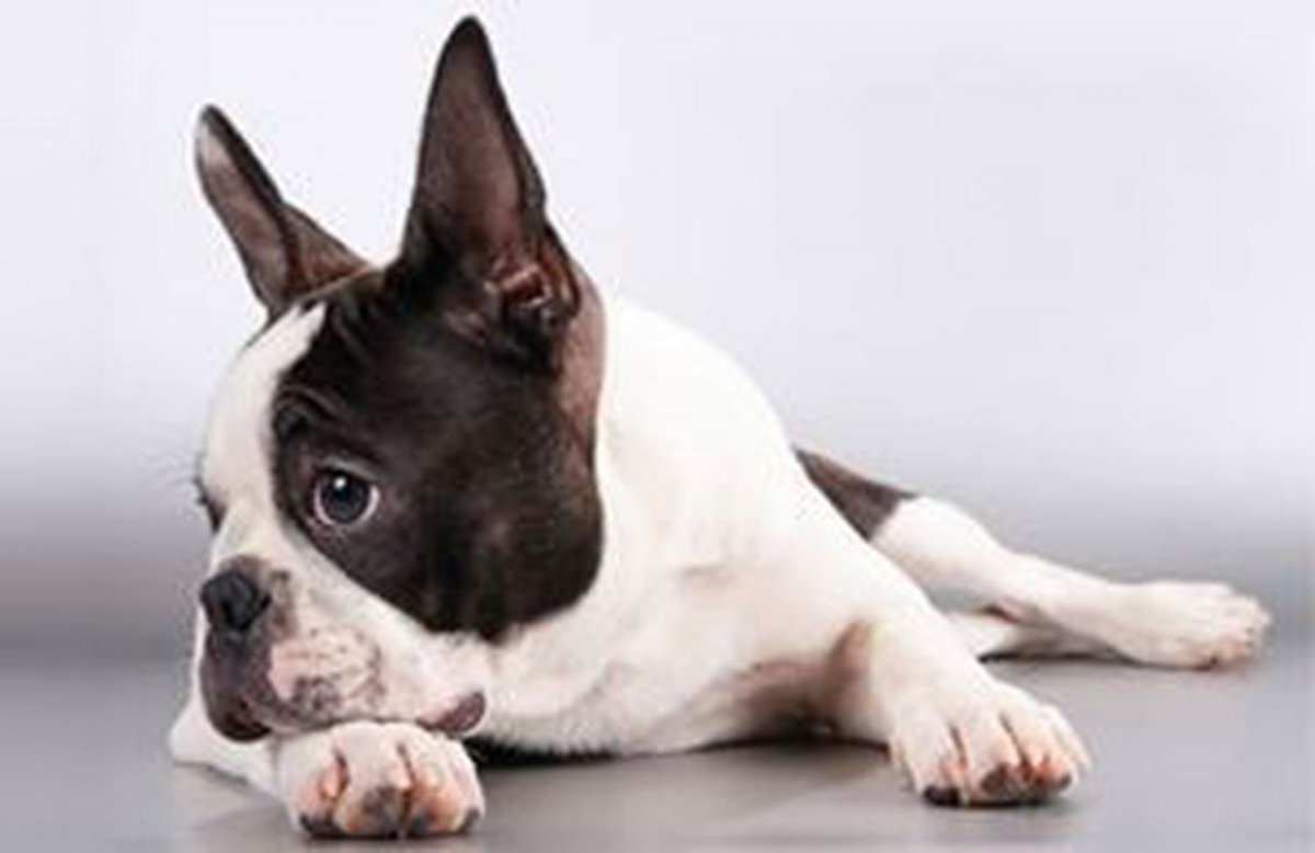 Бостон терьер Тюлений окрас