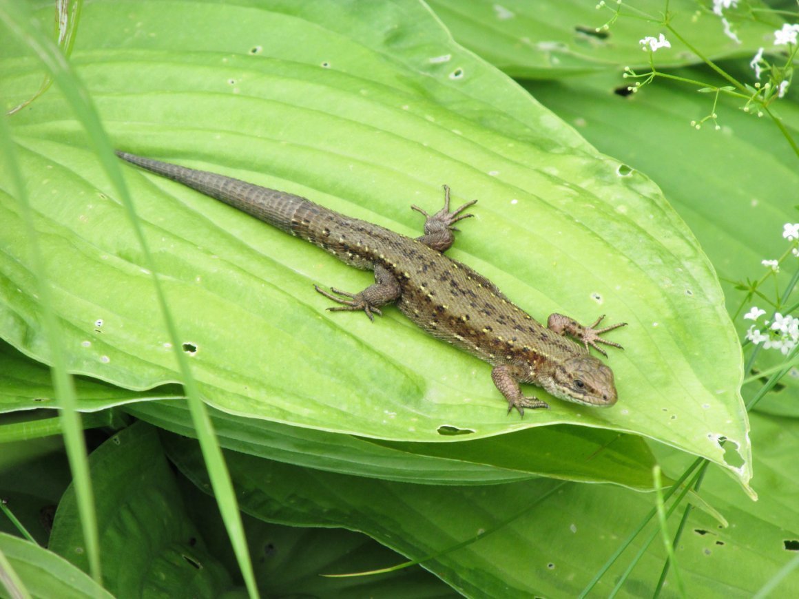 Ящерица Уральская