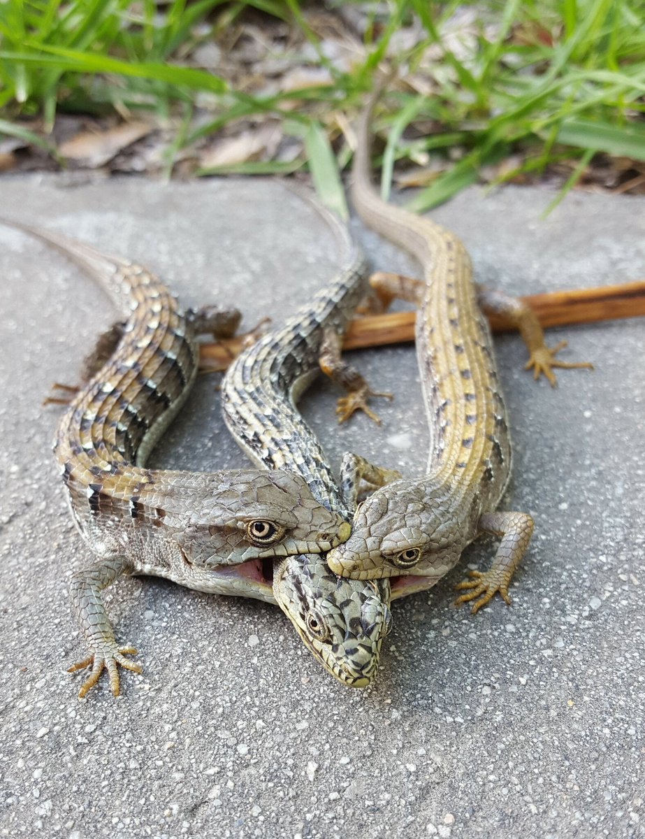 Ящерица обыкновенная прыткая зеленая