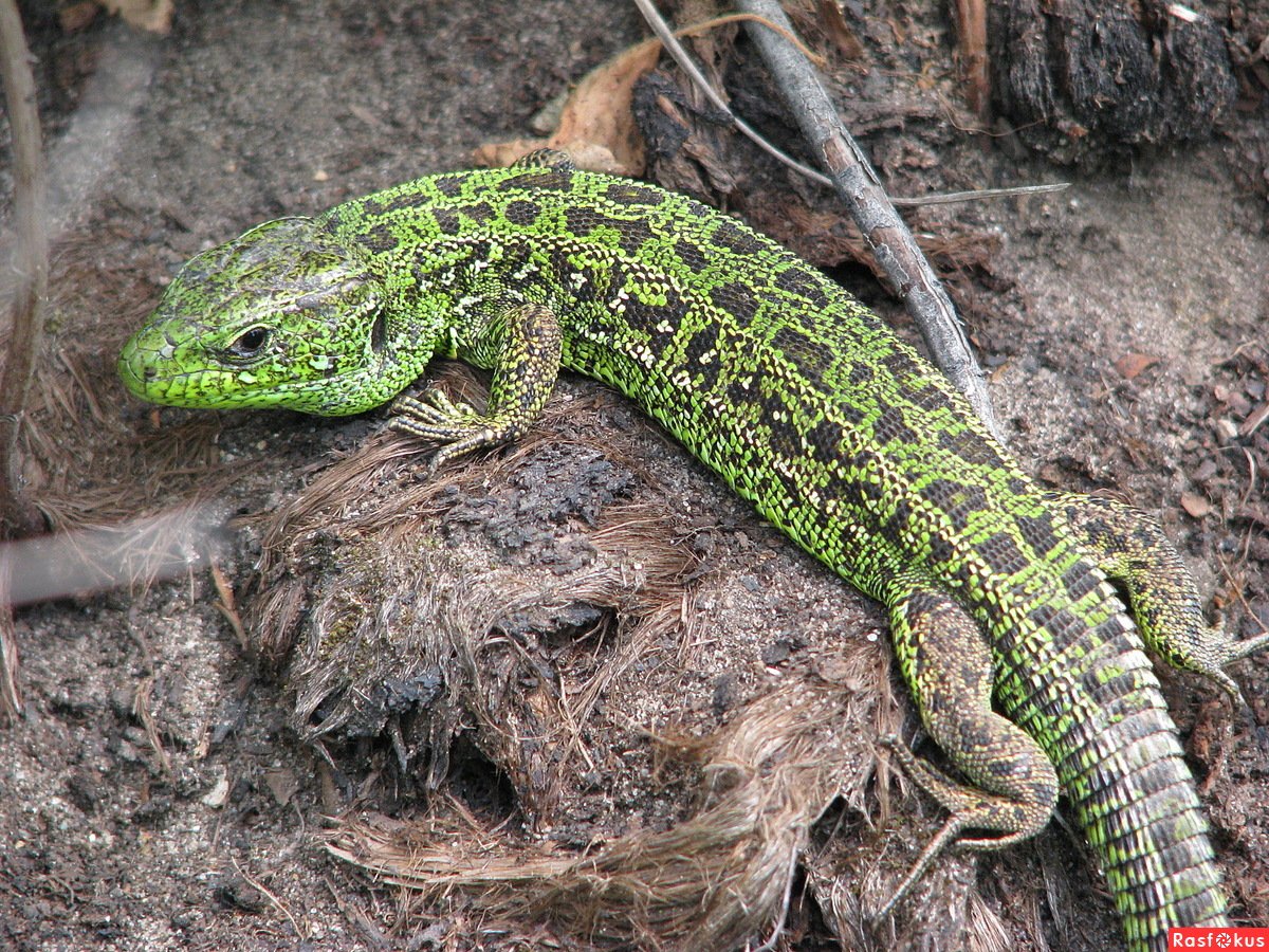 Ящерица гермафродит
