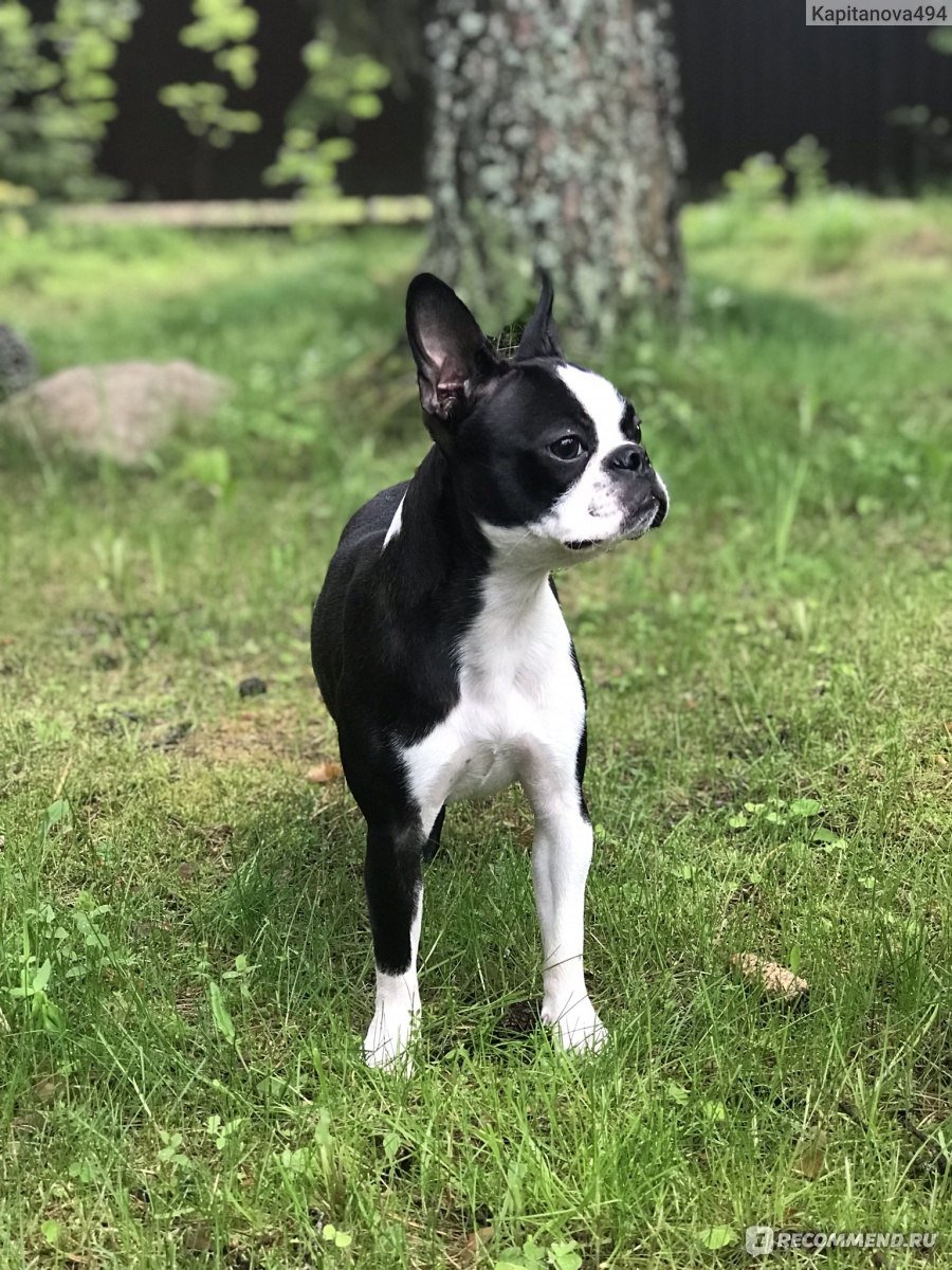 Порода собак Бостонский терьер