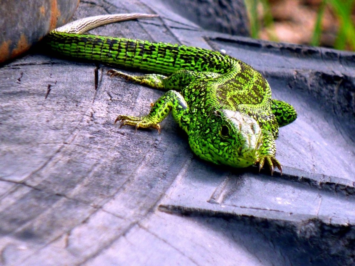 Яйца прыткой ящерицы