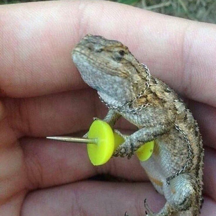 Ящерица с камерой