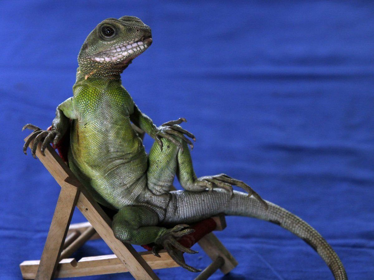 Капский Варан белый