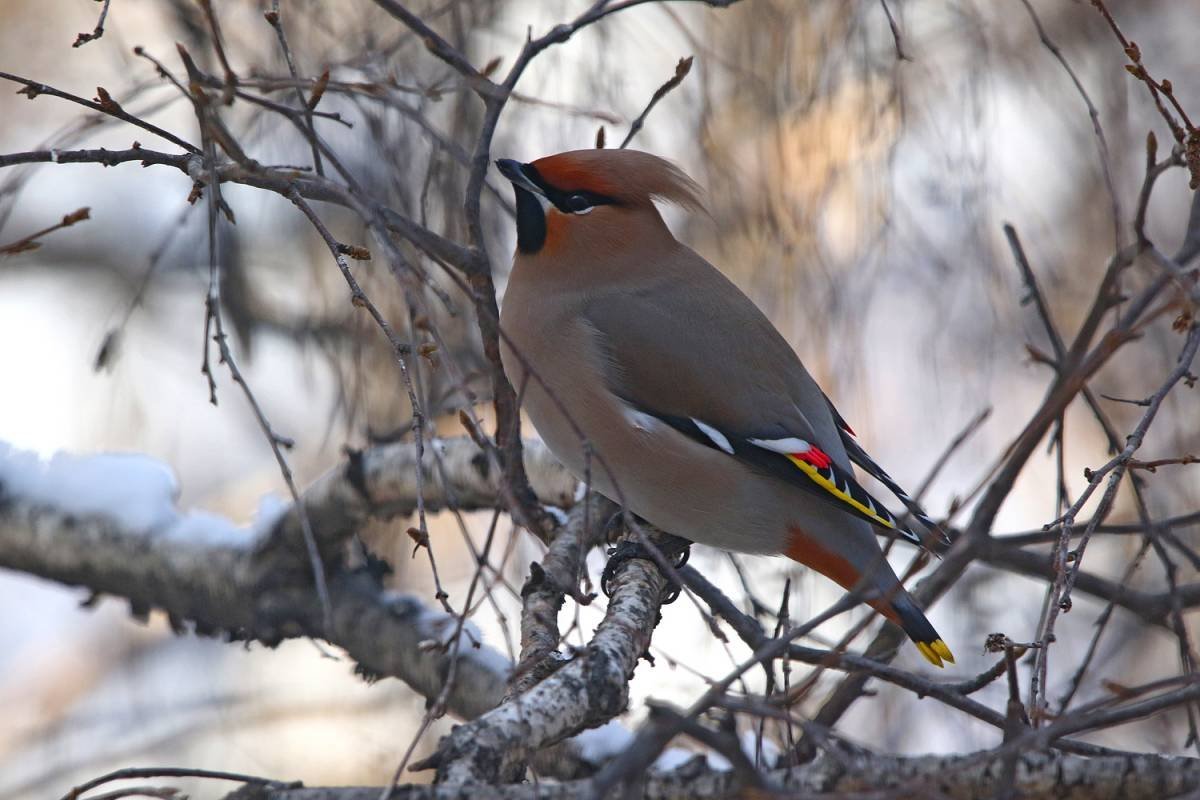 Сойка и свиристель