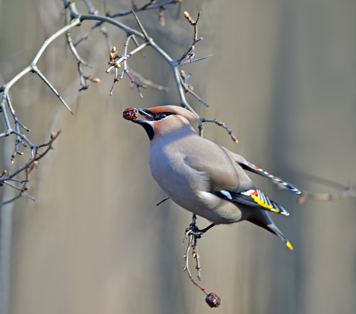 Кедровый свиристель