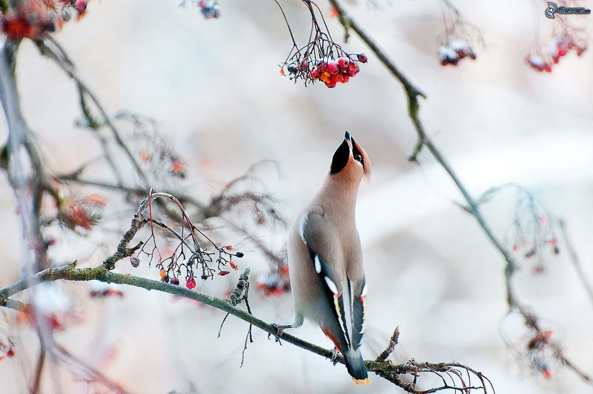 Рыжеголовая Сойка