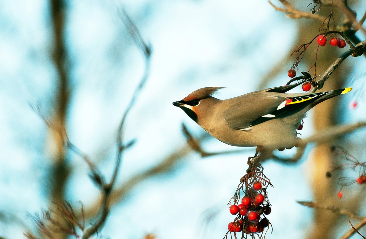 Сойка и свиристель