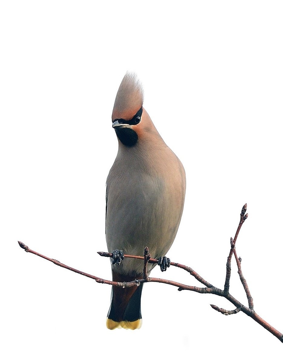 Зимующие птицы Сойка