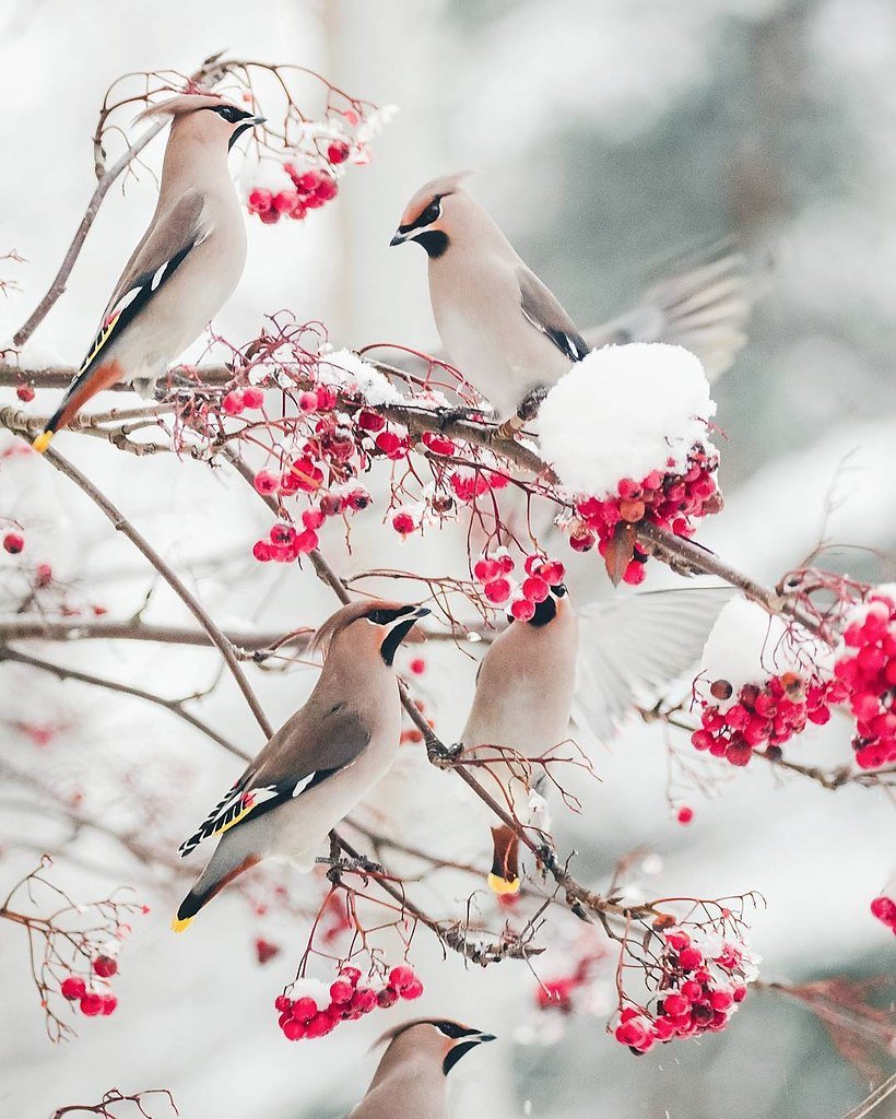 Свиристель зимующая птица зимой