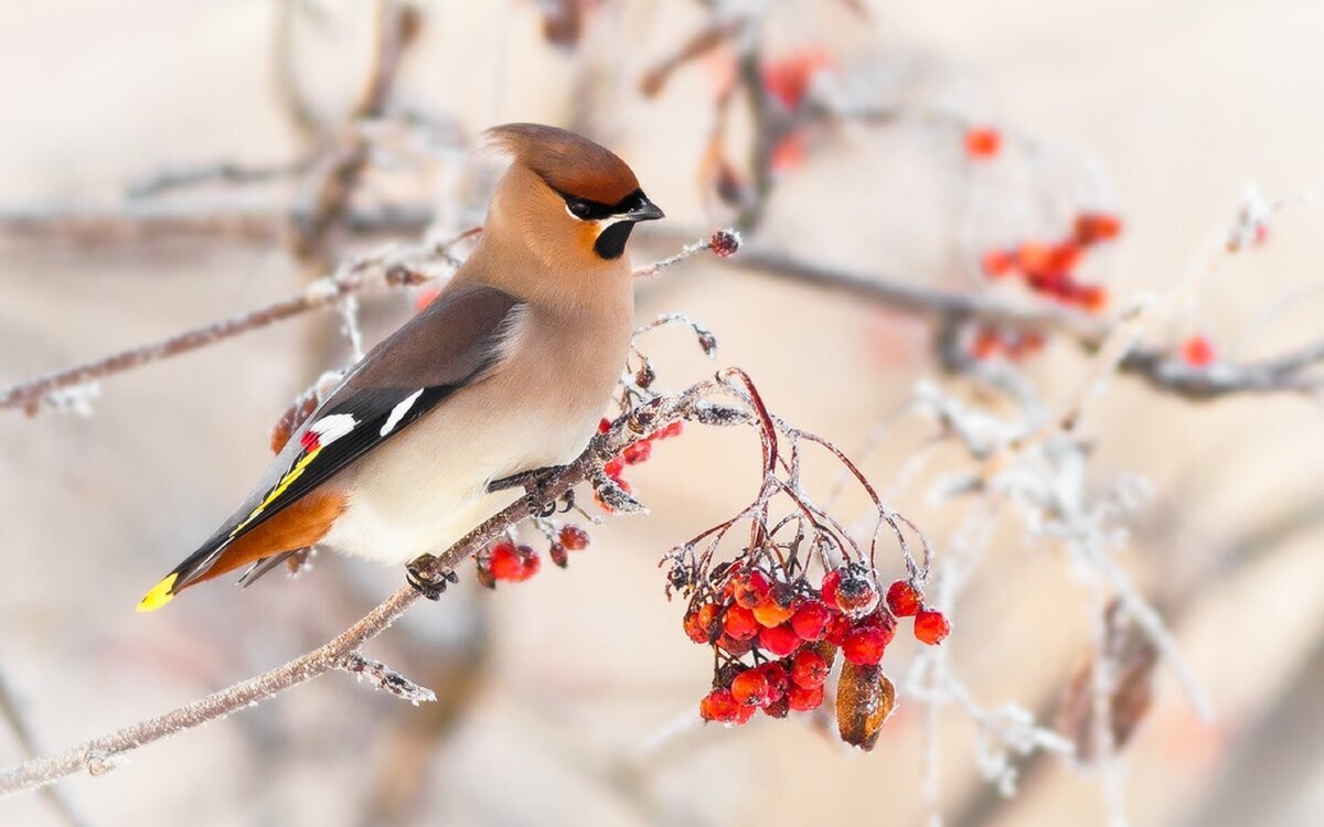 Свиристель зимующая птица
