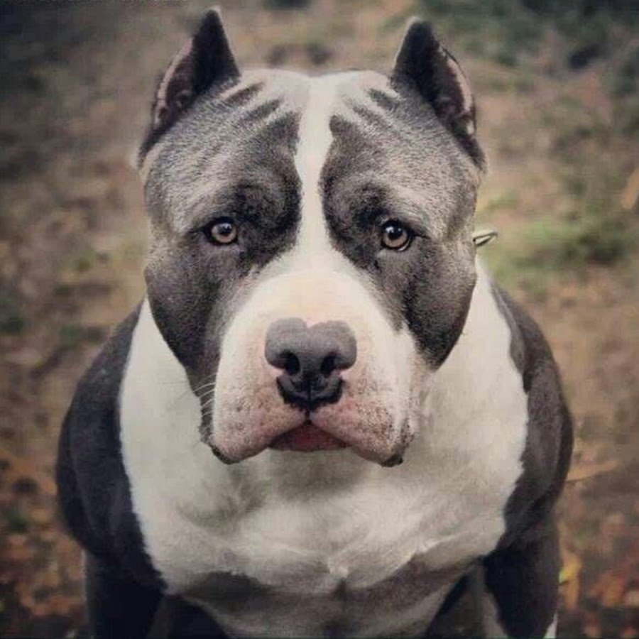 Американский стаффордширский терьер мощный