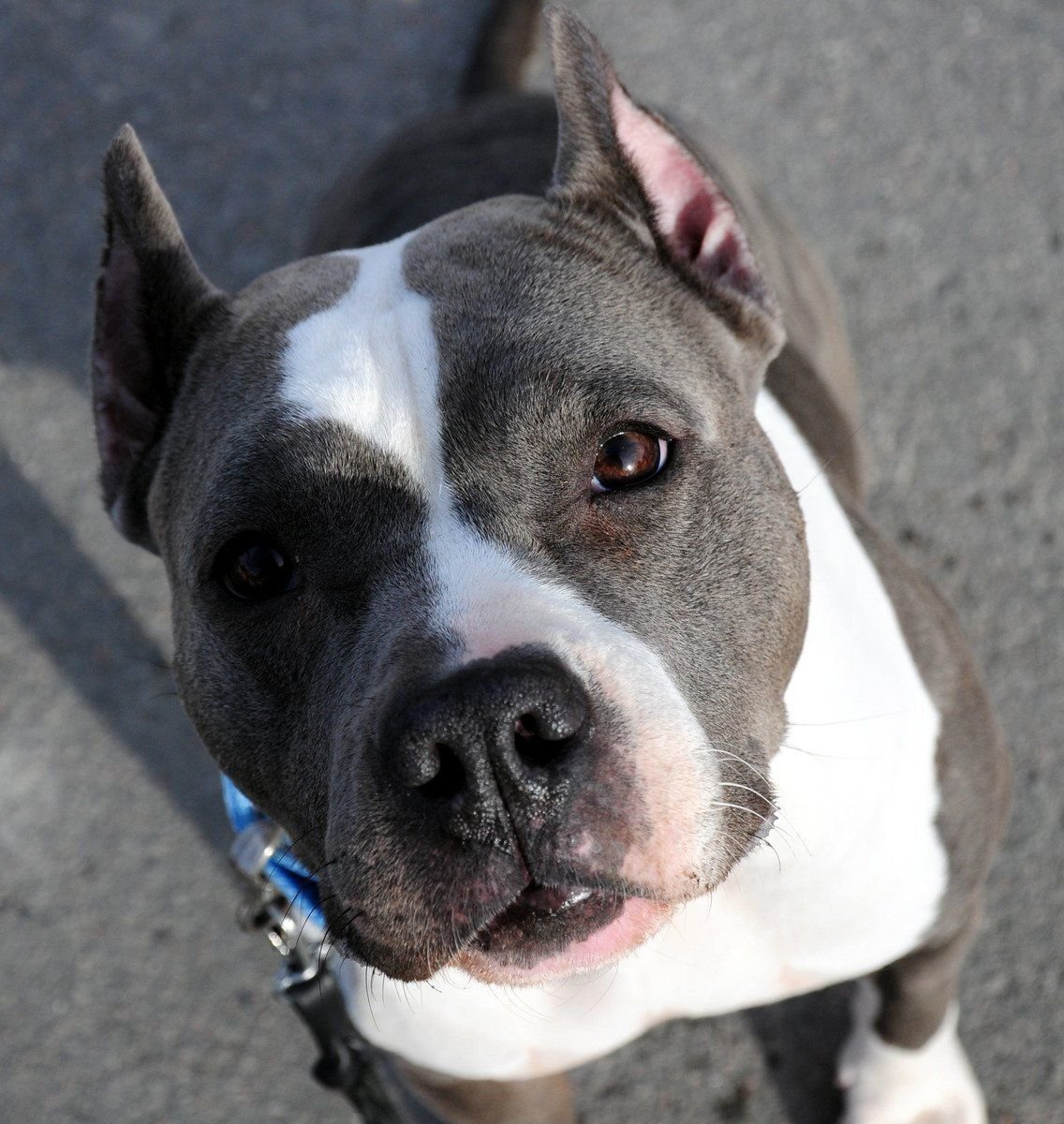 Американский стаффордширский терьер голубой