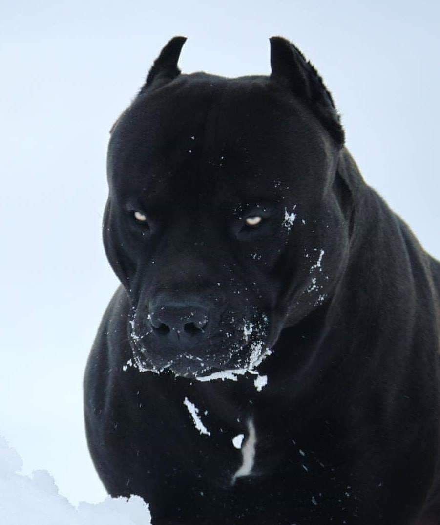 Американский питбуль черный злой